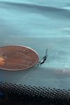 Here is a picture of a person's thumb holding a quarter next to a rock chip.  
The rock chip is on the lower portion of the windshield.